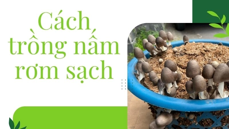 Chuẩn bị nguyên liệu trồng nấm rơm sạch – chỉ dùng vật liệu