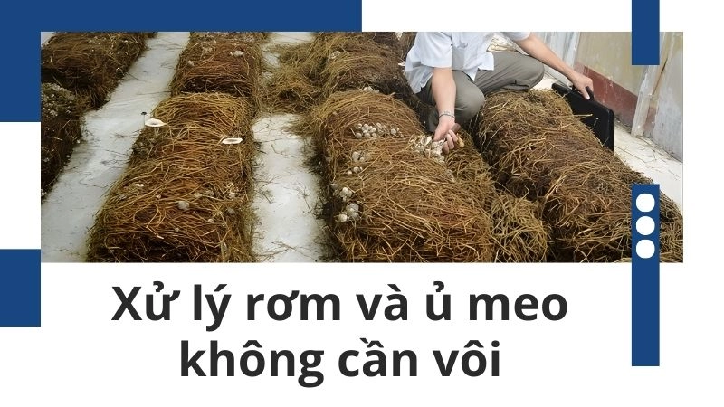 Xử lý rơm và ủ meo không cần vôi, không thuốc bảo vệ thực vật