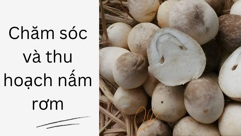 Chăm sóc và thu hoạch nấm rơm sạch chỉ sau 12 ngày