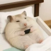 370+ Ảnh Meme Chuột Hamster Hài Hước Khiến Bạn Cười Muốn Xỉu