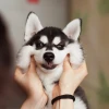 Tổng hợp 100+ Meme Chó Husky Hài Hước Nhất 2026