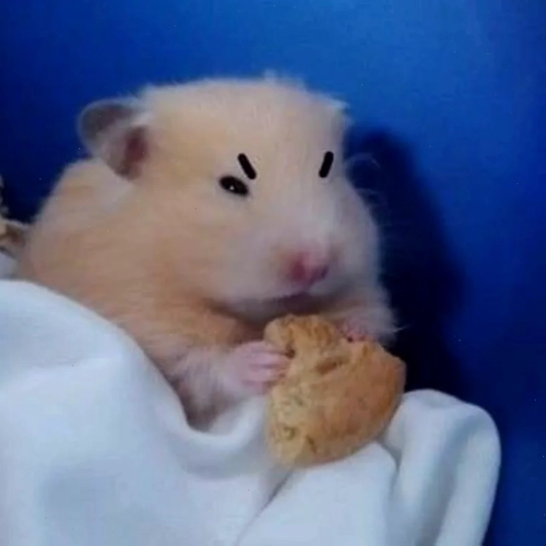 Ảnh chuột hamster cute meme