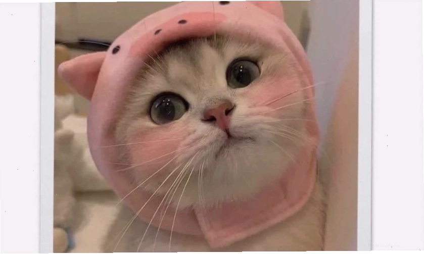 Ảnh meme dễ thương với thông điệp hài hước