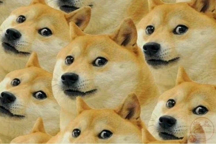 Ảnh meme động vật đời thường gần gũi