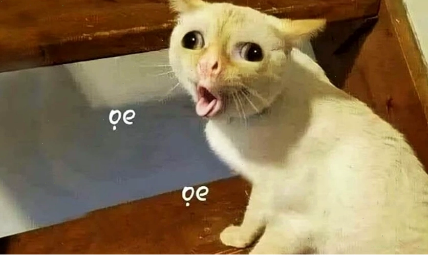 Ảnh meme mèo hài hước với biểu cảm ngơ ngác