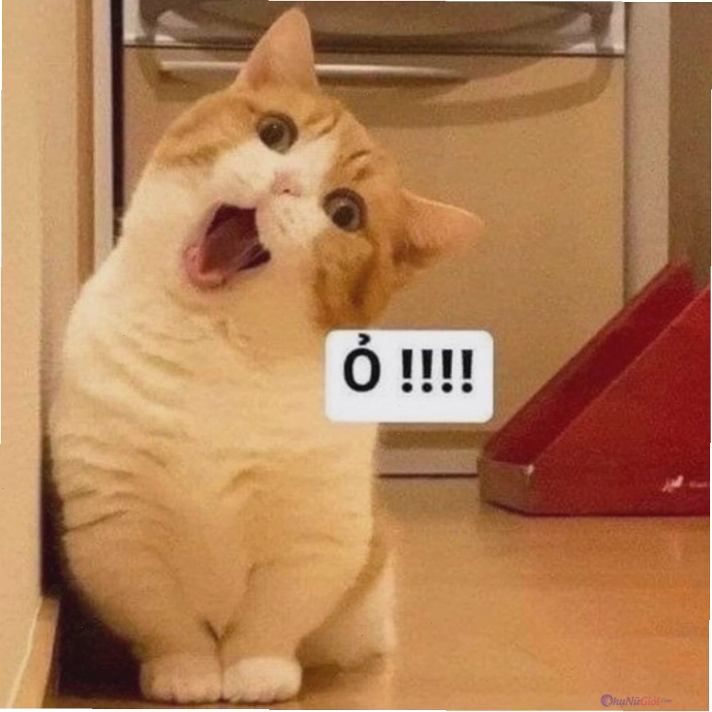 Ảnh meme mèo với biểu cảm cảm kích