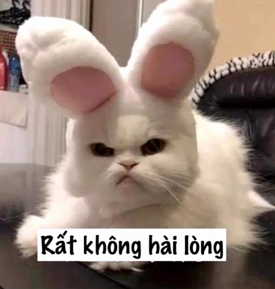 Ảnh mèo với biểu cảm hài hước phù hợp cho meme cảm ơn