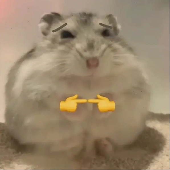 Bật cười không ngớt với nhộn hài meme chuột hamster