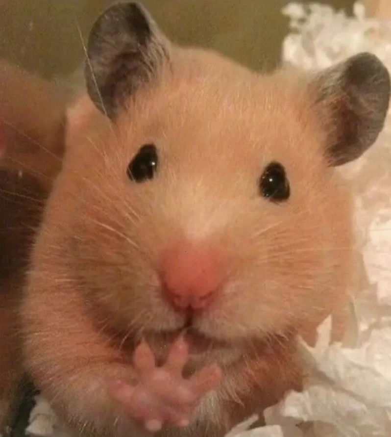 Bộ sưu tập hamster meme cute