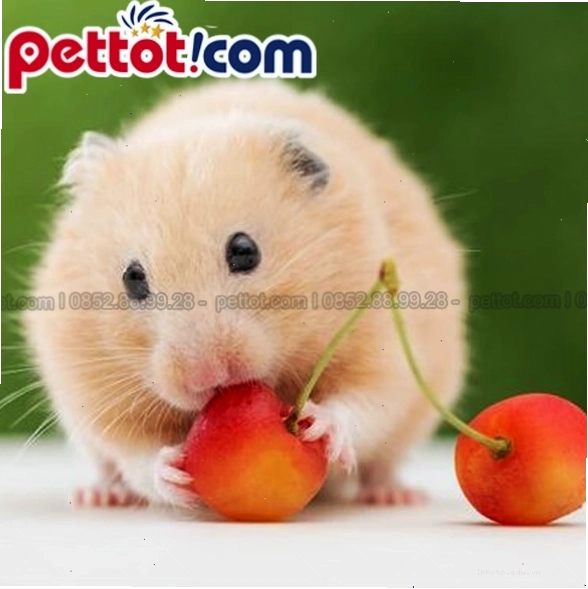Cách chăm sóc chuột hamster bear mập mạp và đáng yêu tại nhà