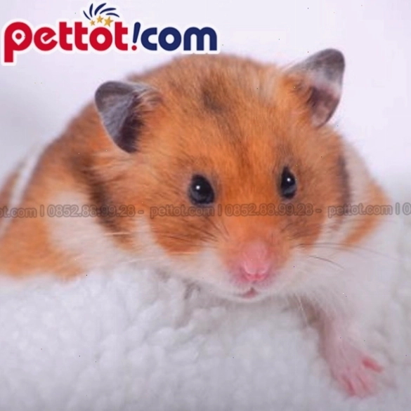 Chi tiết chế độ ăn uống của chuột giúp bé phát triển khỏe mạnh