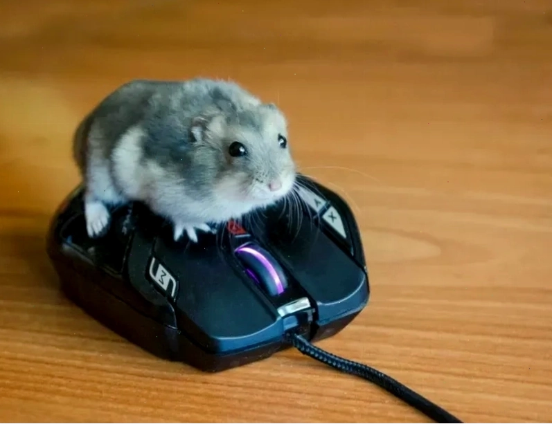 Chia sẻ liền tay meme hamster cute đang viral
