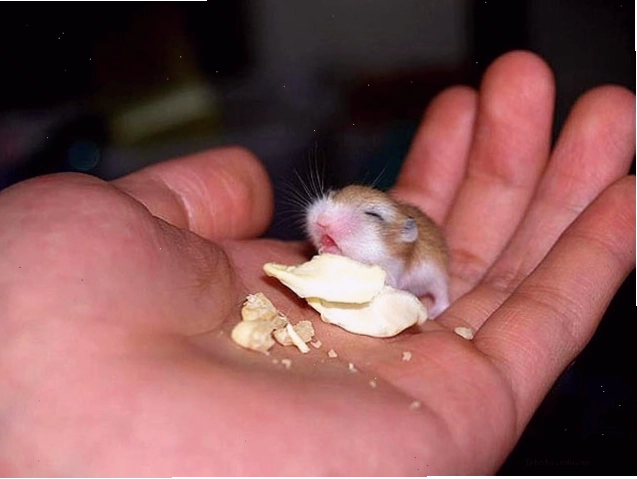 Cho chuột hamster ăn trên tay giúp tăng cường tình cảm giữa chủ và vật nuôi