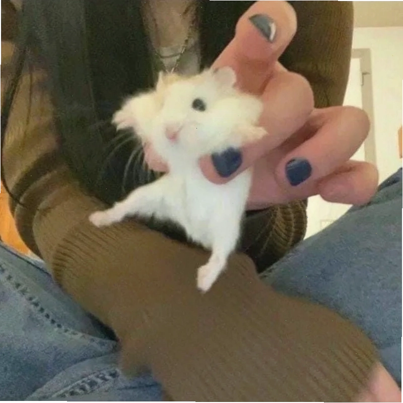 Cười thả ga cùng hamster cute meme hot trend