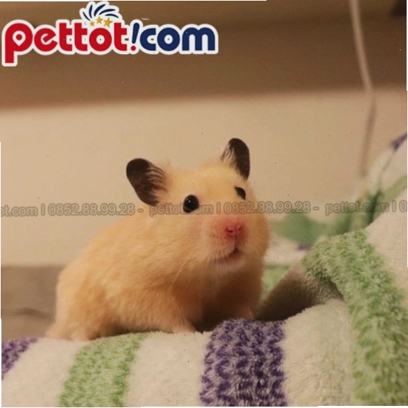 Địa chỉ mua chuột hamster bear uy tín và chất lượng tại Việt Nam