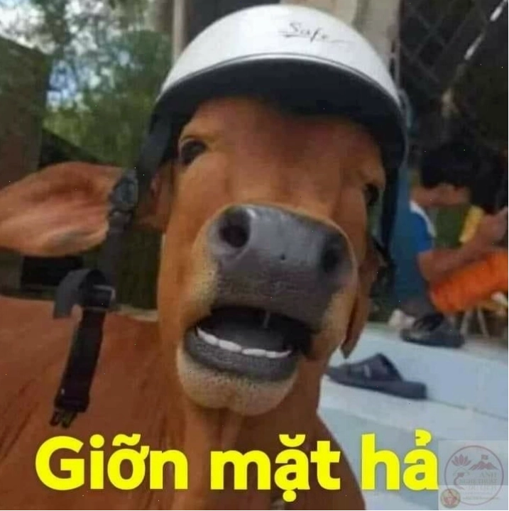 Động vật chế ảnh lầy lội