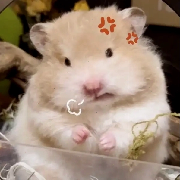 Gây sốt cộng đồng mạng nhờ hài hước meme chuột hamster