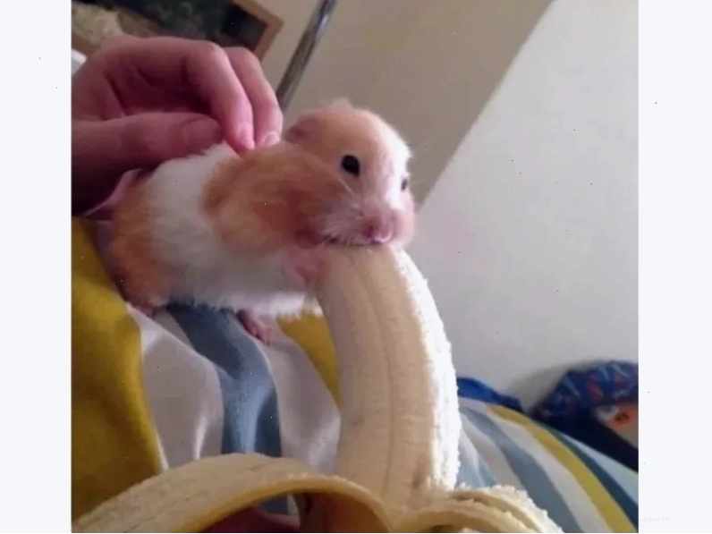 Hamster meme là gì