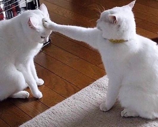 Hình ảnh meme mèo hài hước với biểu cảm ngạc nhiên