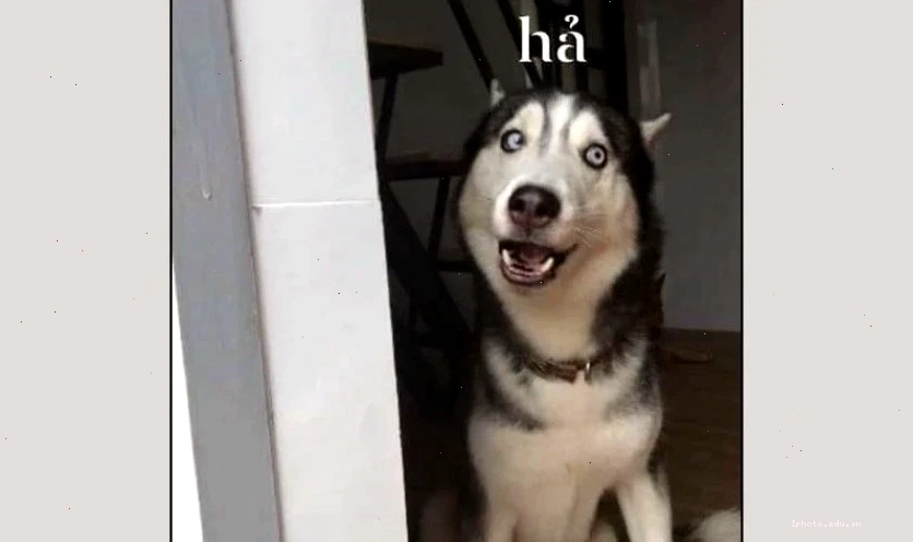 Hình nền điện thoại meme mèo với biểu cảm vô tri ngộ nghĩnh
