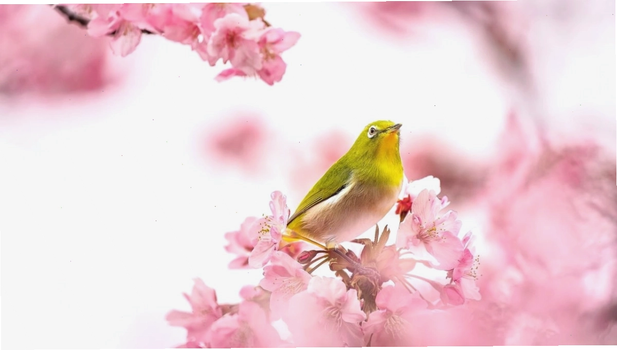 Hình nền hoa Đào ngày Tết đẹp