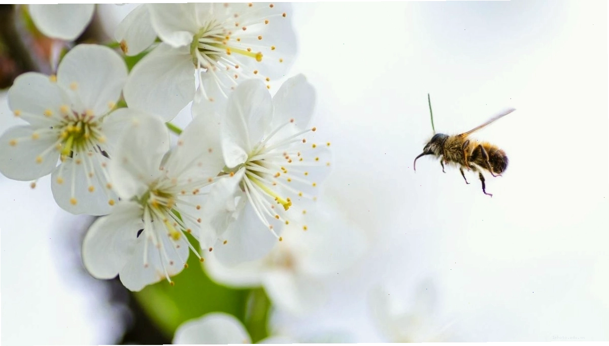 Hình nền hoa Đào ngày Tết đẹp với cành đào lớn
