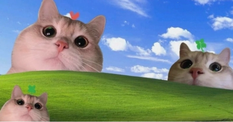 Hình nền máy tính meme động vật hài hước