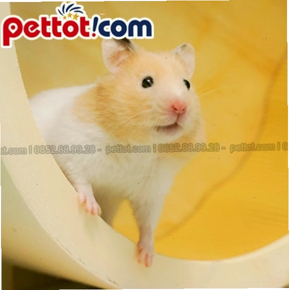 Hướng dẫn chăm sóc cho chuột hamster bear đúng cách từ chuyên gia