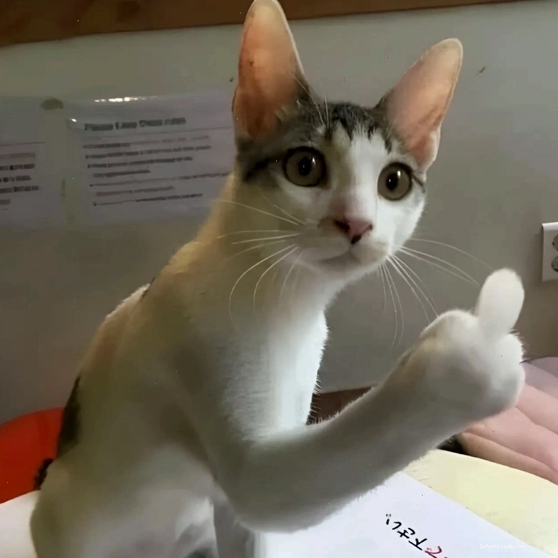 Khám phá những pha hài hước cùng meme mèo giơ ngón tay giữa siêu chất