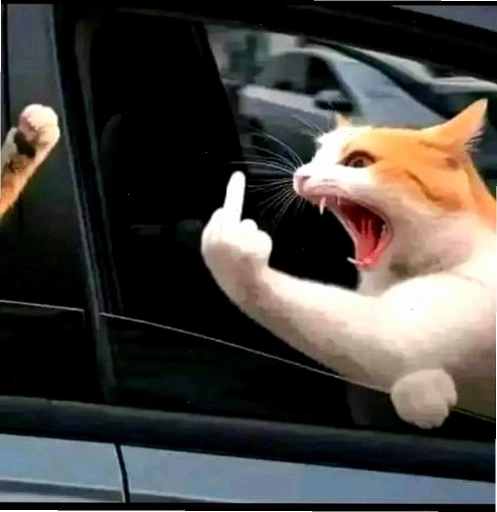 Khoảnh khắc vui nhộn trong ảnh meme dơ ngón giữa không thể bỏ lỡ