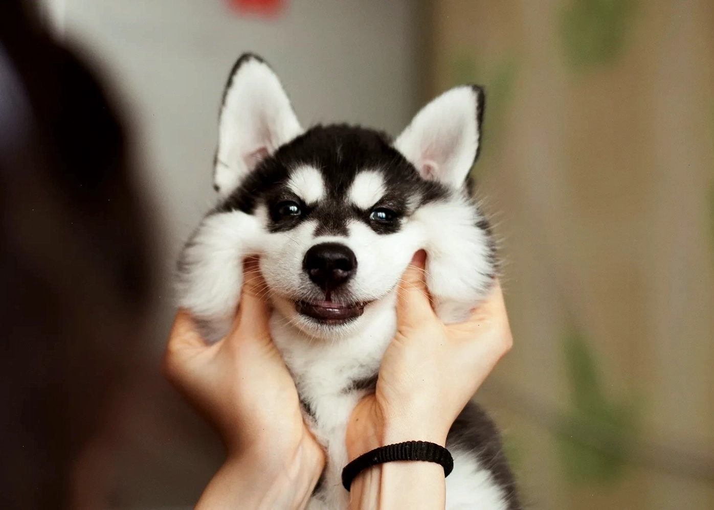 Meme chó Husky với khuôn mặt ngáo ngơ và biểu cảm hài hước