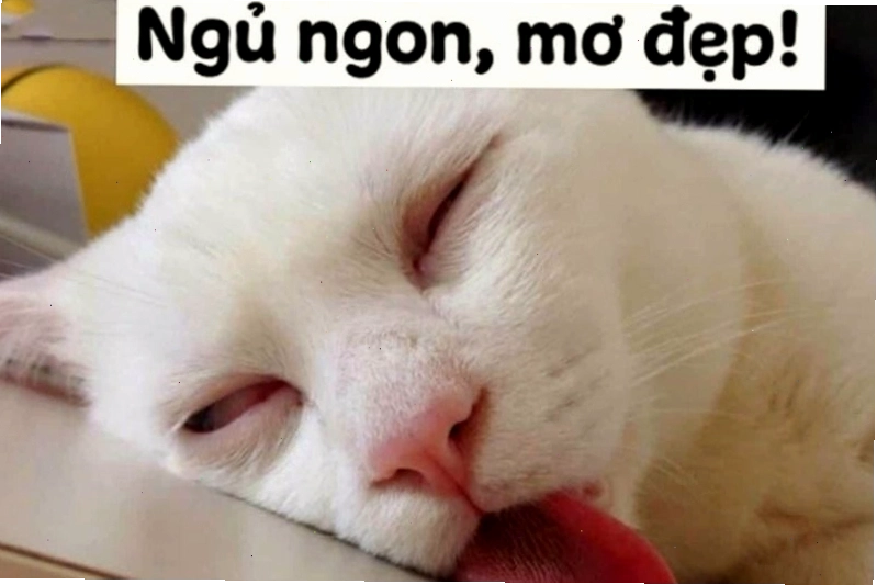 Meme chúc ngủ ngon minh họa sự hài hước và dễ thương