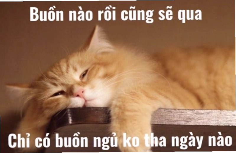 Meme chúc ngủ ngon với thông điệp mơ đẹp