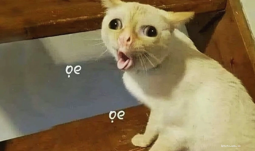 Meme động vật hài hước vui nhộn