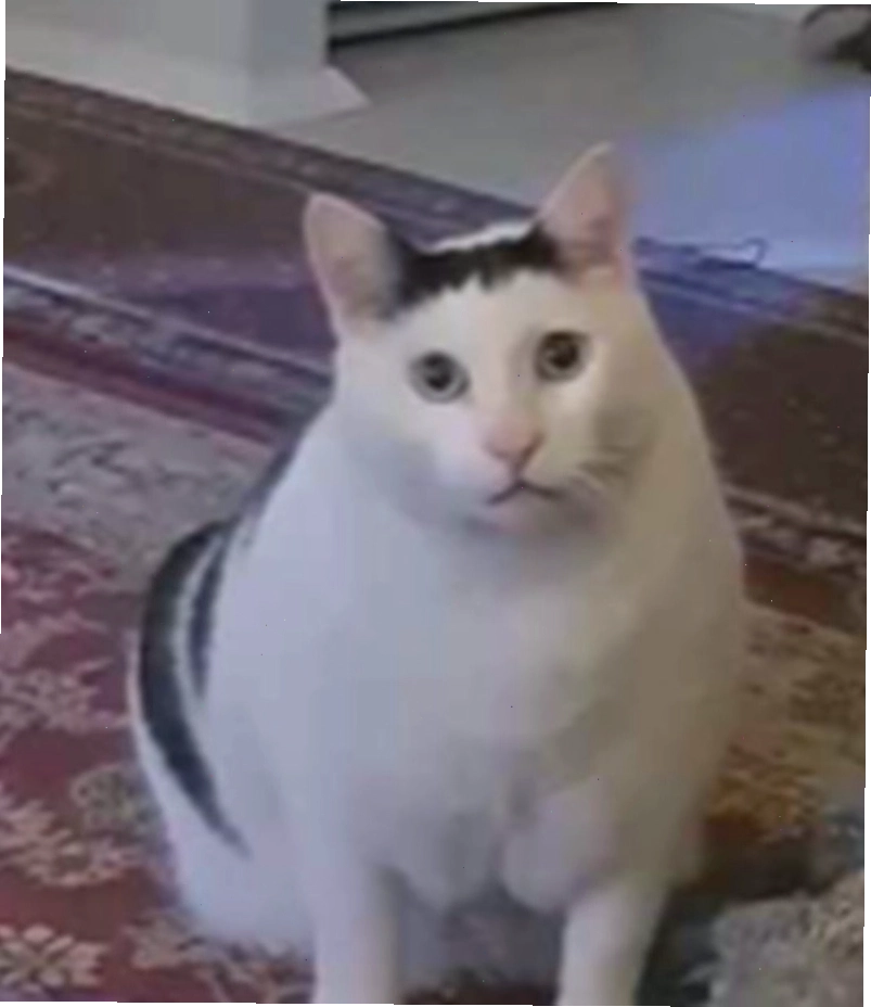 Meme động vật thể hiện sự ngạc nhiên tột độ