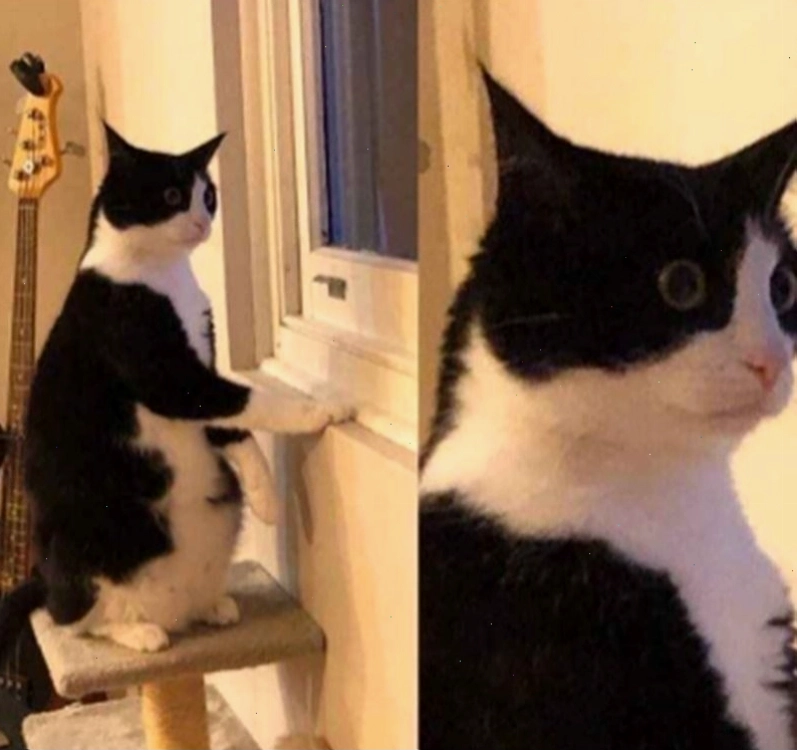 Meme động vật thể hiện sự thích thú