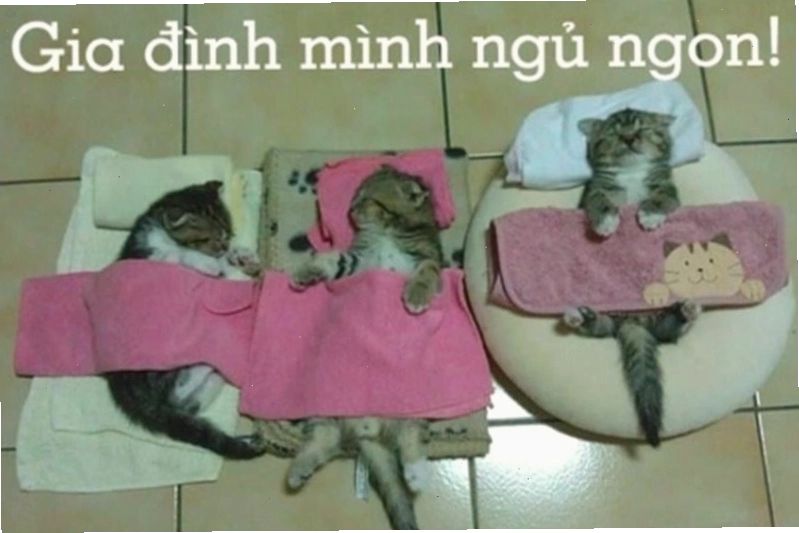 Meme động vật với ánh nhìn bí ẩn