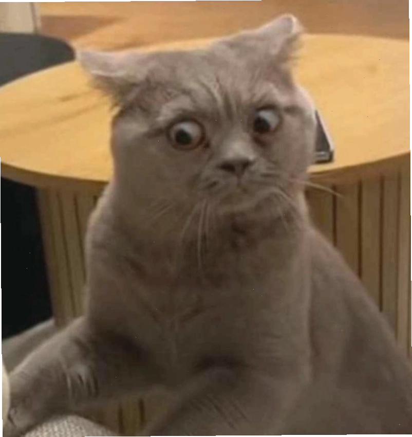 Meme động vật với biểu cảm hài hước khi đối mặt với tình huống bất ngờ