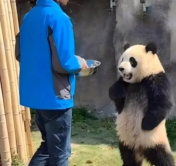 Meme gấu trúc chống nạnh đáng yêu