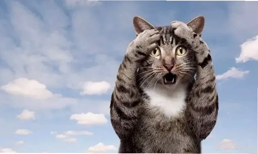 Meme hài hước với chú chó biểu cảm ngộ nghĩnh