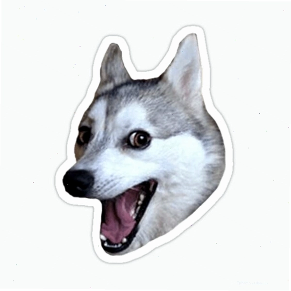 Meme Husky với biểu cảm ngơ ngác, đáng yêu