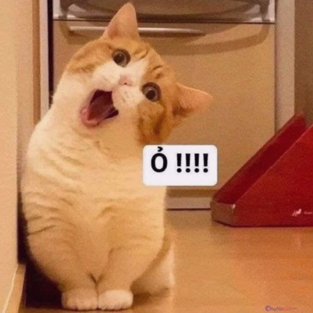 Meme mèo buồn với ánh mắt xa xăm