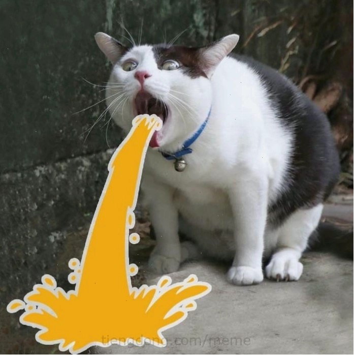 Meme mèo cười khoái trá