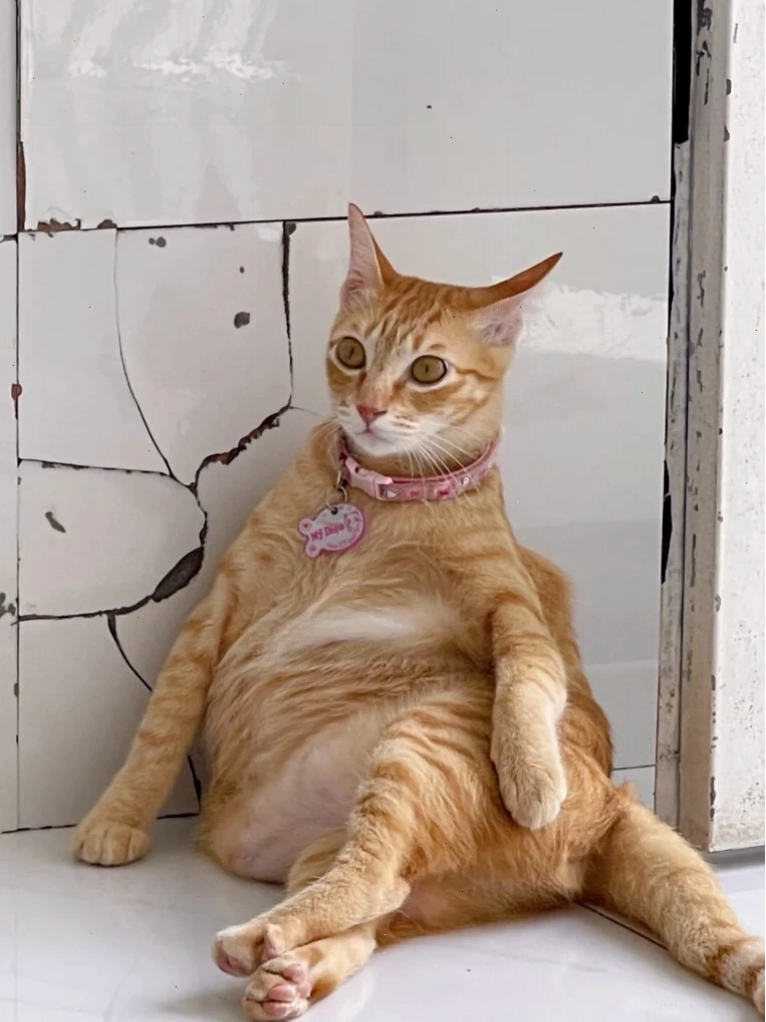 Meme mèo cười với ánh mắt láu lỉnh