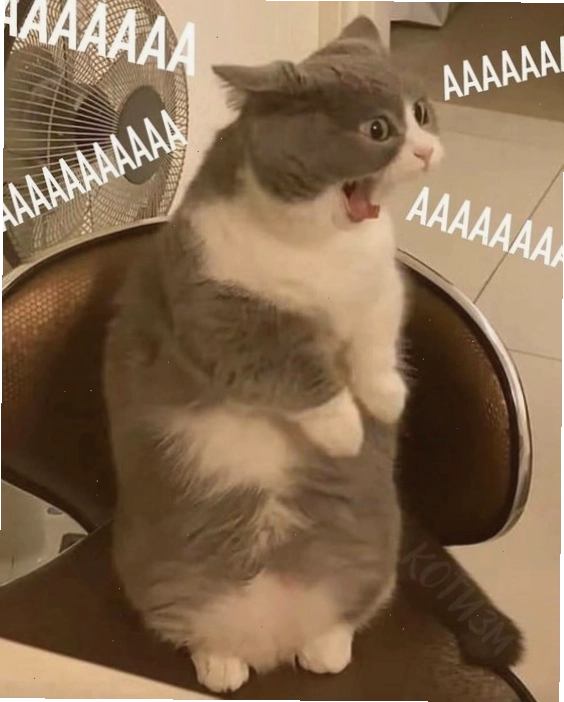 Meme mèo giận dỗi với vẻ mặt cau có