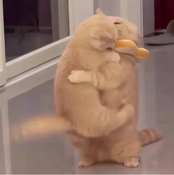 Meme mèo ôm nhau dễ thương