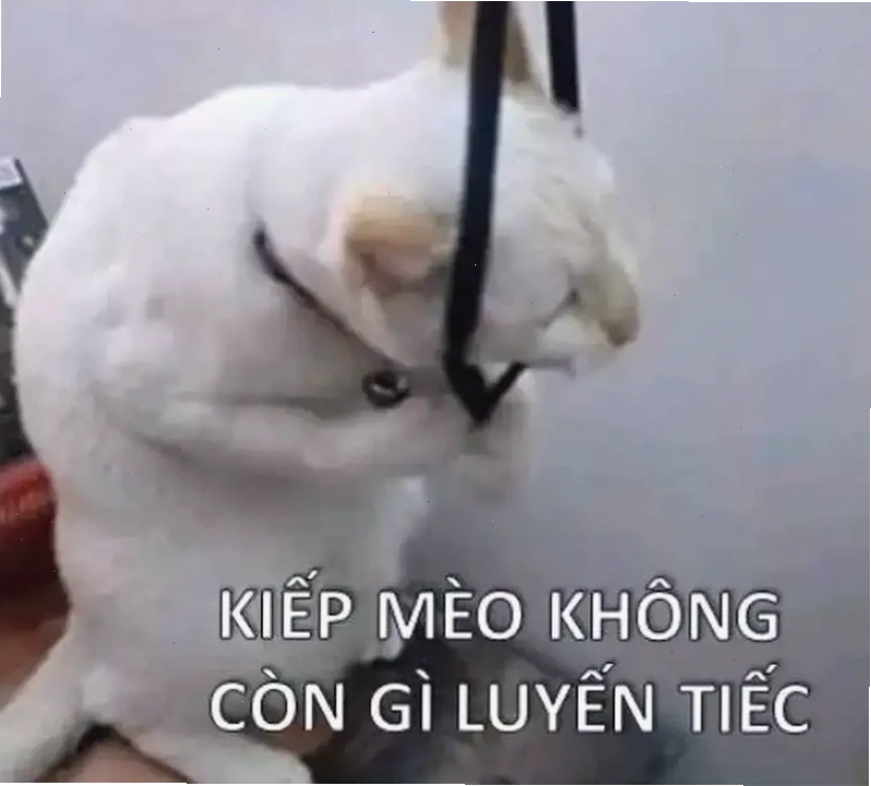 Meme mèo trầm cảm dễ thương