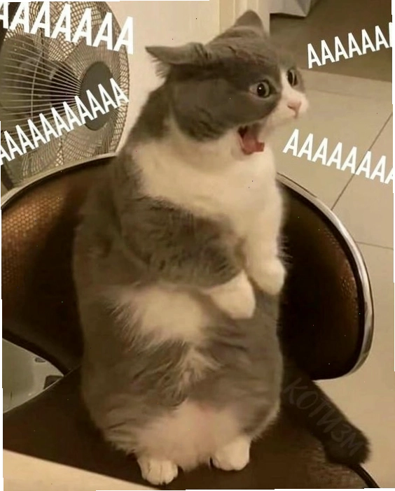 Meme mèo với vẻ mặt hài hước, biểu đạt sự cảm ơn