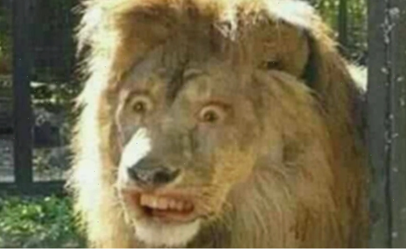 Meme nhân vật hoạt hình thể hiện sự hoang mang