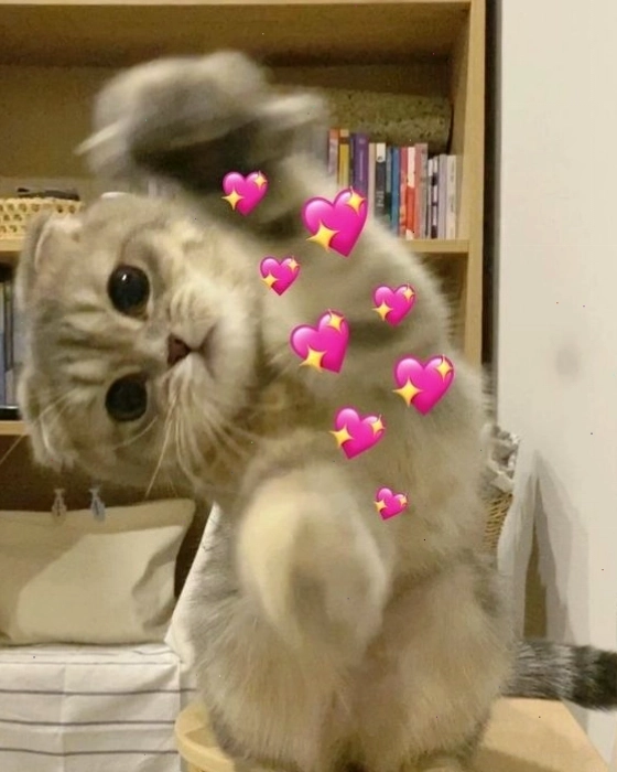 Mèo con chơi đùa đáng yêu